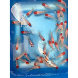 Rep Cap Oranda Goldfish