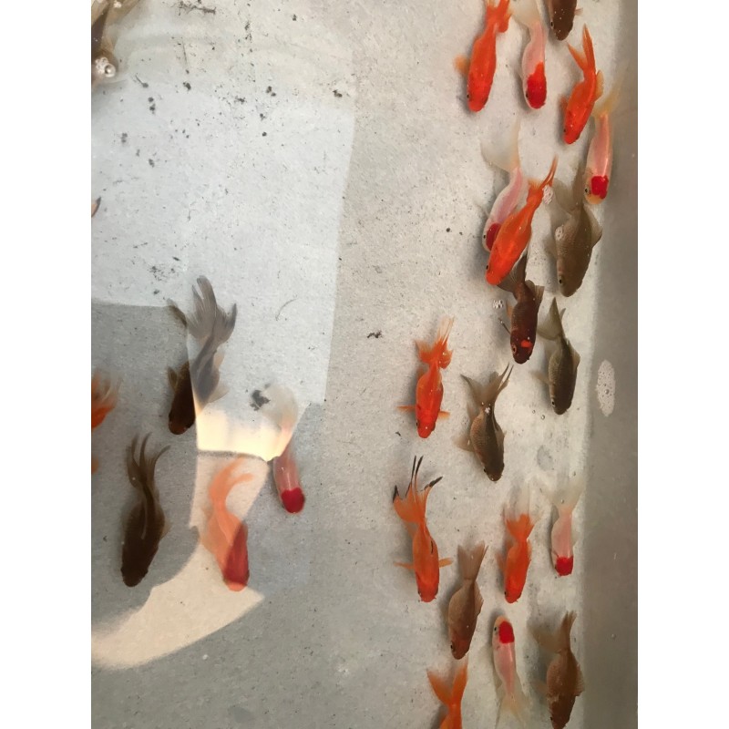 Rep Cap Oranda Goldfish