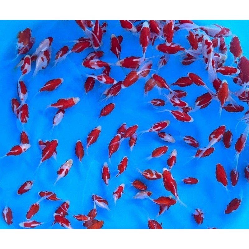 Tamasaba Goldfish - Japan