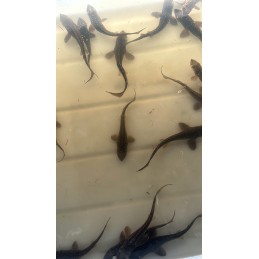 Black Sturgeon 4-5"