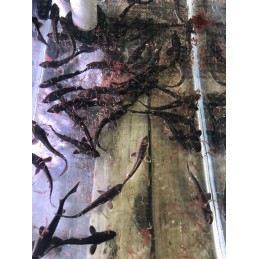 Black Sturgeon 4-5"