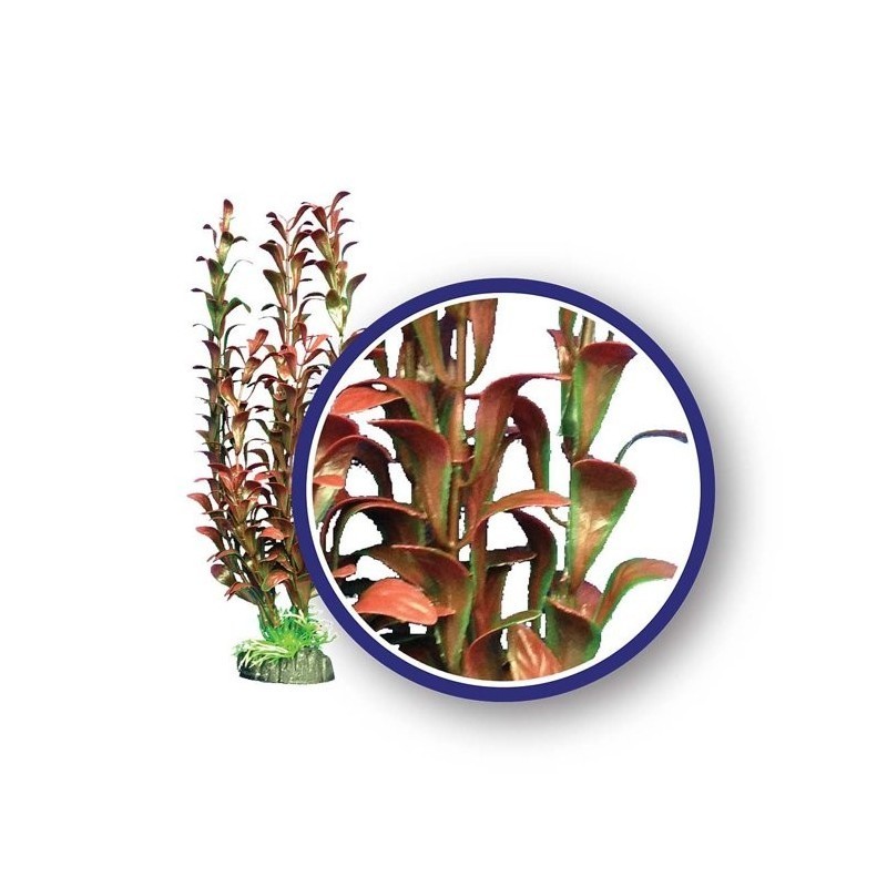 Red Hygrophilia - Weco Plant