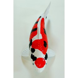 Koi Replica 