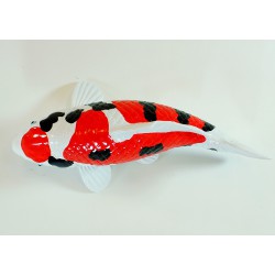 Koi Replica 
