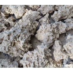 Florida Dry Reef Rock