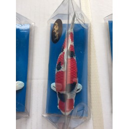 Koi Replica Ki Utsuri