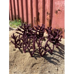 Walt Smith Reef Rock Branching Box