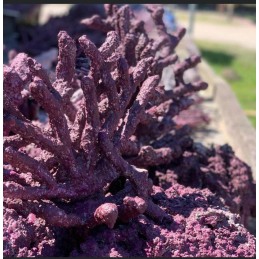 Walt Smith Reef Rock Show Branching Box