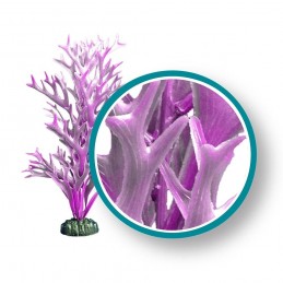 Purple Giant Kelp 30" - Weco Plant