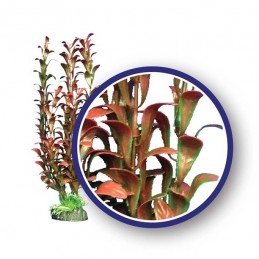 Red Hygrophilia 9" - Weco Plant
