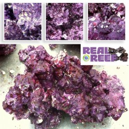 Mix Reef Rock (30 lbs) Box - Mix Size - Real Reef