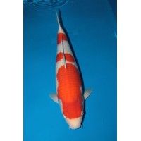 Japanese Koi