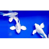 All Other Koi