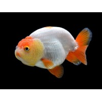 Ranchu