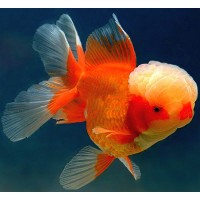 Oranda