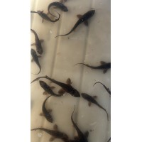 Sturgeon