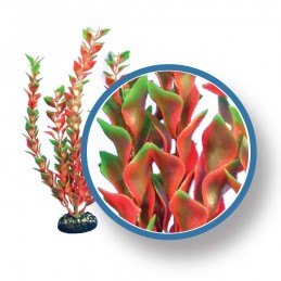 Red Ludwigia 12" - Weco Plant
