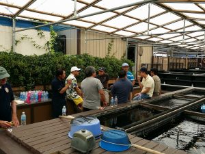 Champkoi Young Koi Show 2016
