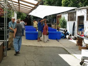 Champkoi Young Koi Show 2016