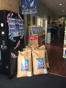 Genki Koi Grow Out 2016