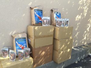 Genki Koi Grow Out 2016