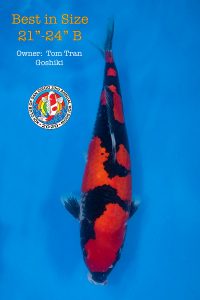 Best in Size 21_-24_B-L