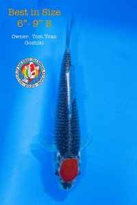 Best in Size 6-9 B-XL