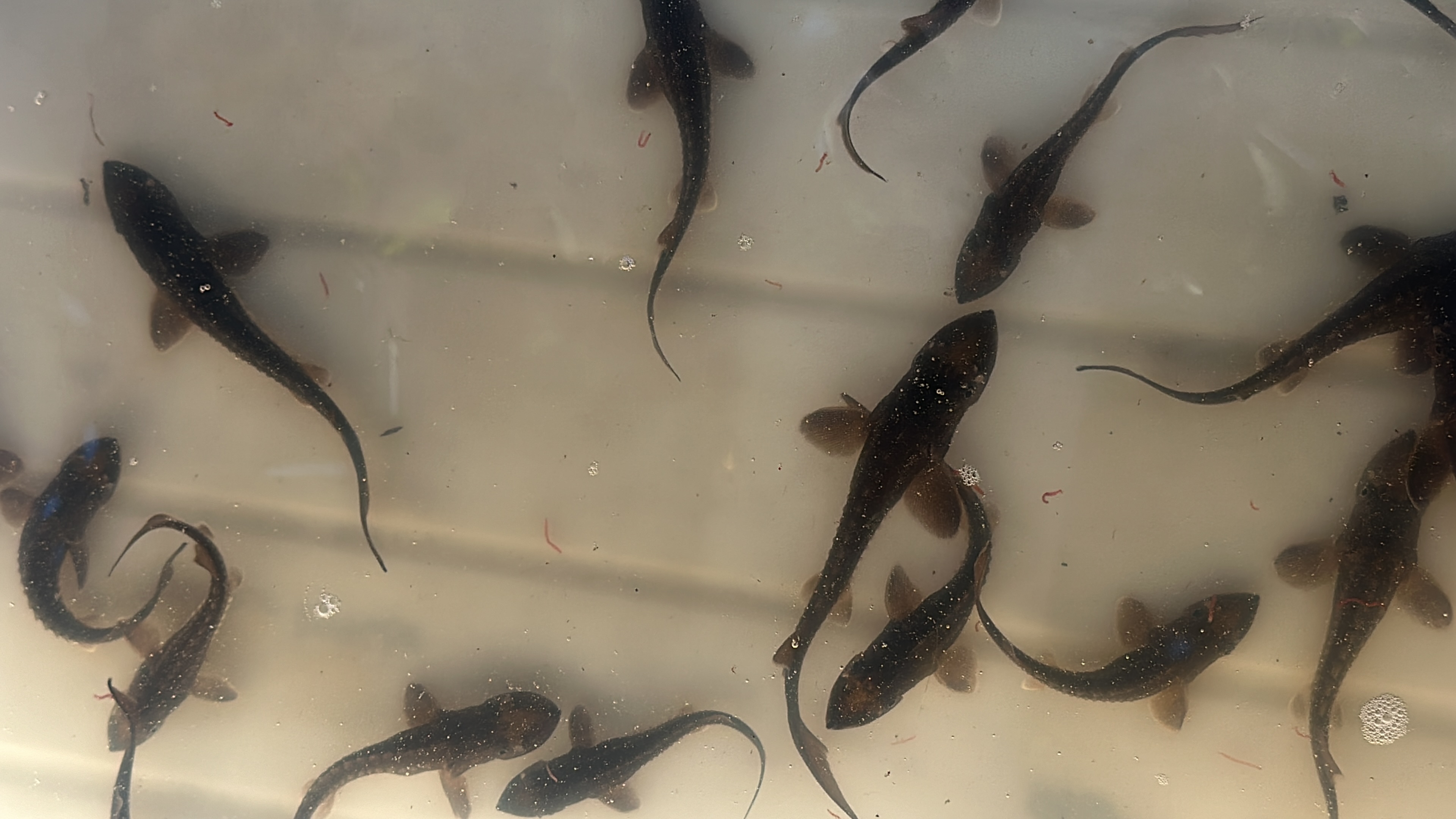 (image for) Black Sturgeon 4-5"