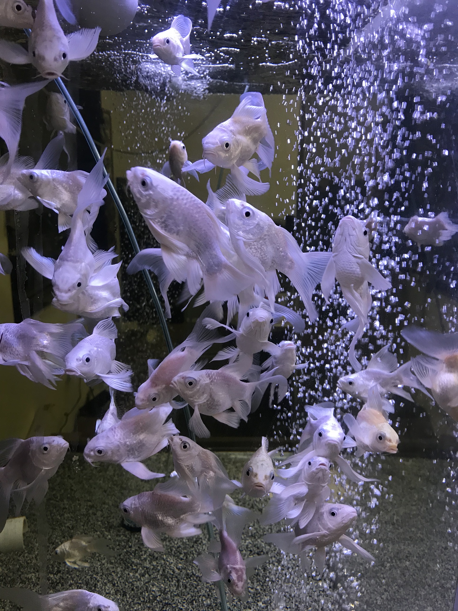 (image for) 3-4" Platinum Short Body Koi